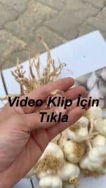 El Bağı Orta Hakiki Taşköprü Sarımsağı (5KG) - Görsel 2