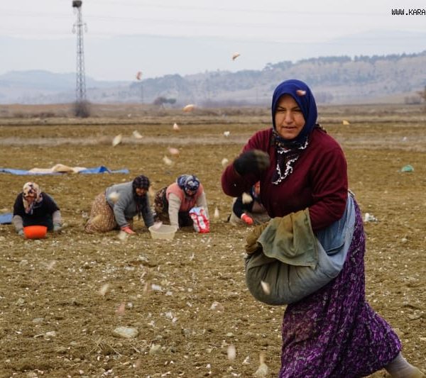 Sarımsak Ekimi