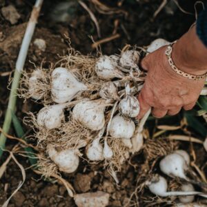Taşköprü Sarımsağı hasat ediliyor