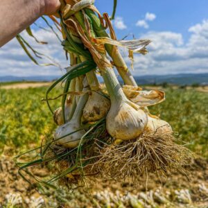 Kastamonu Sarımsağı