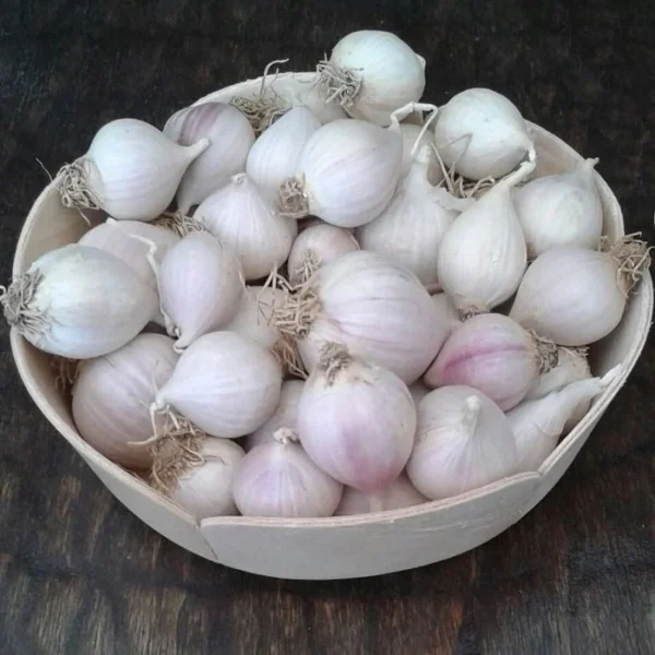 Mürdük (Tek Diş) Taşköprü Sarımsağı (3 KG) ile dolu yuvarlak, sığ bir sepet koyu renkli ahşap bir yüzeyin üzerinde duruyor; soğanlar bütün, bazıları köklü ve açık mor çizgili soluk sarımsak dişleri sergiliyor.