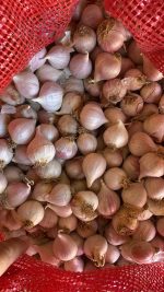 Mürdük (Tek Diş) Taşköprü Sarımsağı (3 KG) - Görsel 5