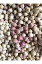 Mürdük (Tek Diş) Taşköprü Sarımsağı (3 KG) - Görsel 2