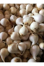 Mürdük (Tek Diş) Taşköprü Sarımsağı (3 KG) - Görsel 4