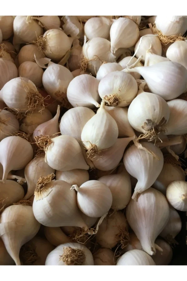 Mürdük (Tek Diş) Taşköprü Sarımsağı soğanlarının kağıt gibi beyaz kabukları ve kurumuş kökleriyle 3 KG'lık bir yığın halinde bir araya getirilmiş yakın çekimi.