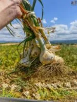 Taşköprü Sarımsağı